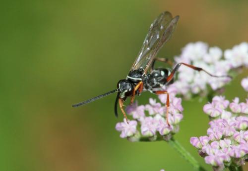 Réf. 244 183 : Ceropales maculata